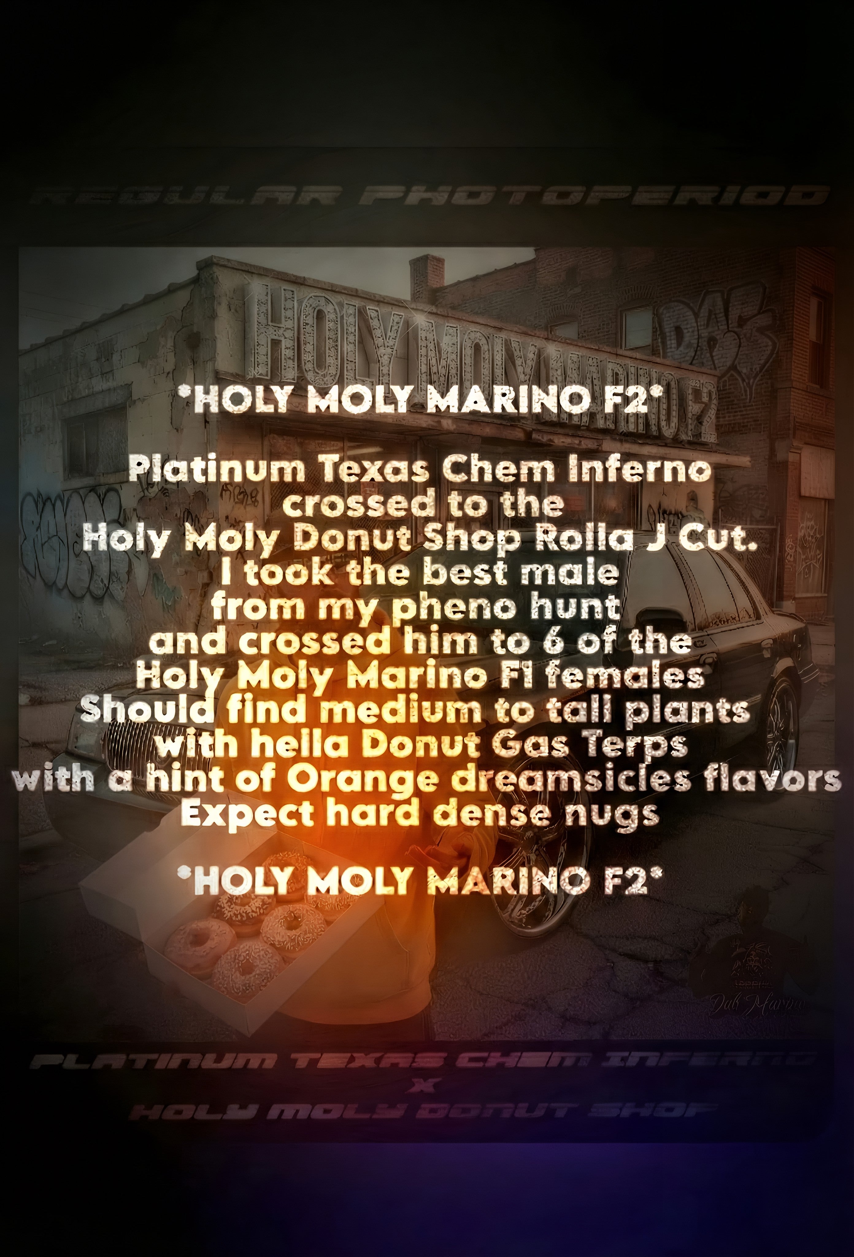 Holy Moly Marino F2 Pheno Hunters Box