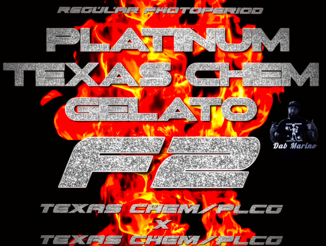 Platinum Texas Chem Gelato F2