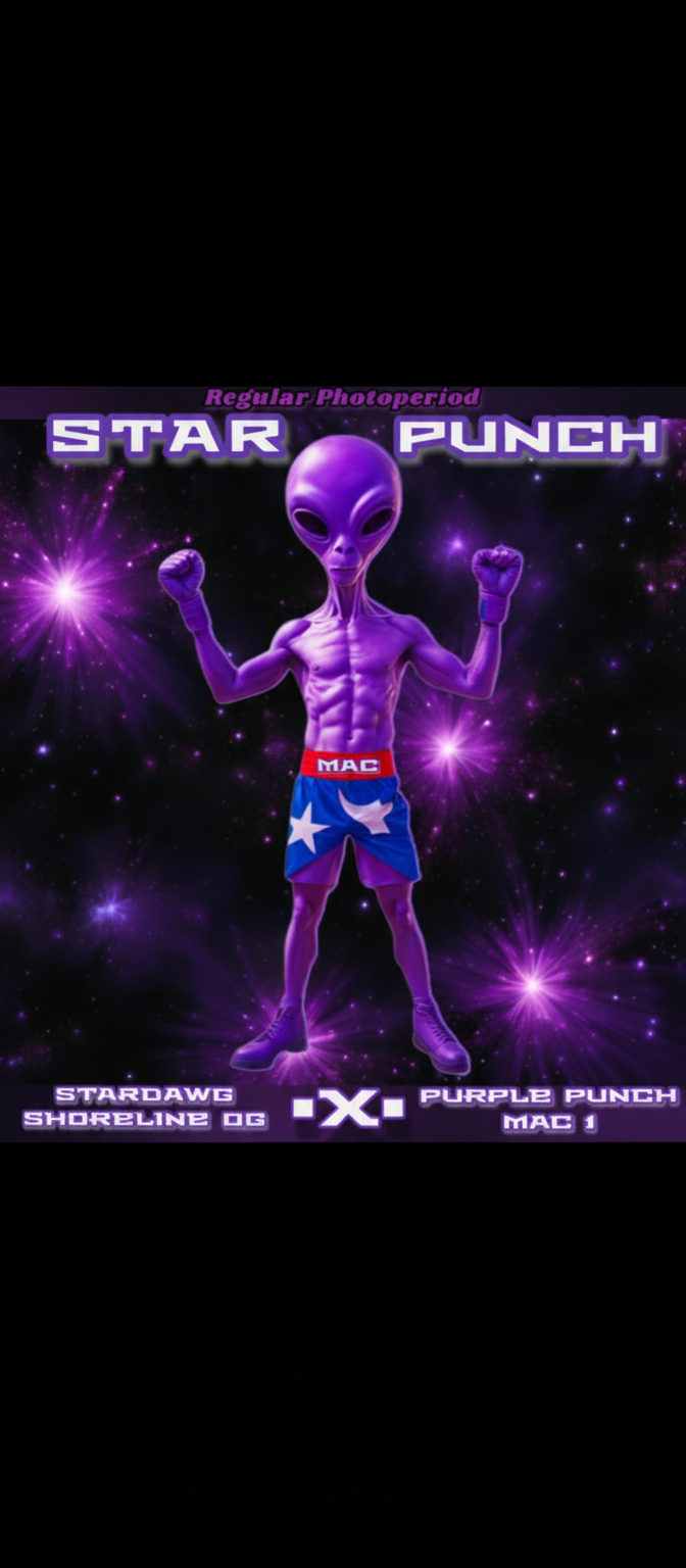 Star Punch (Texas Chem x Purple Mac)
