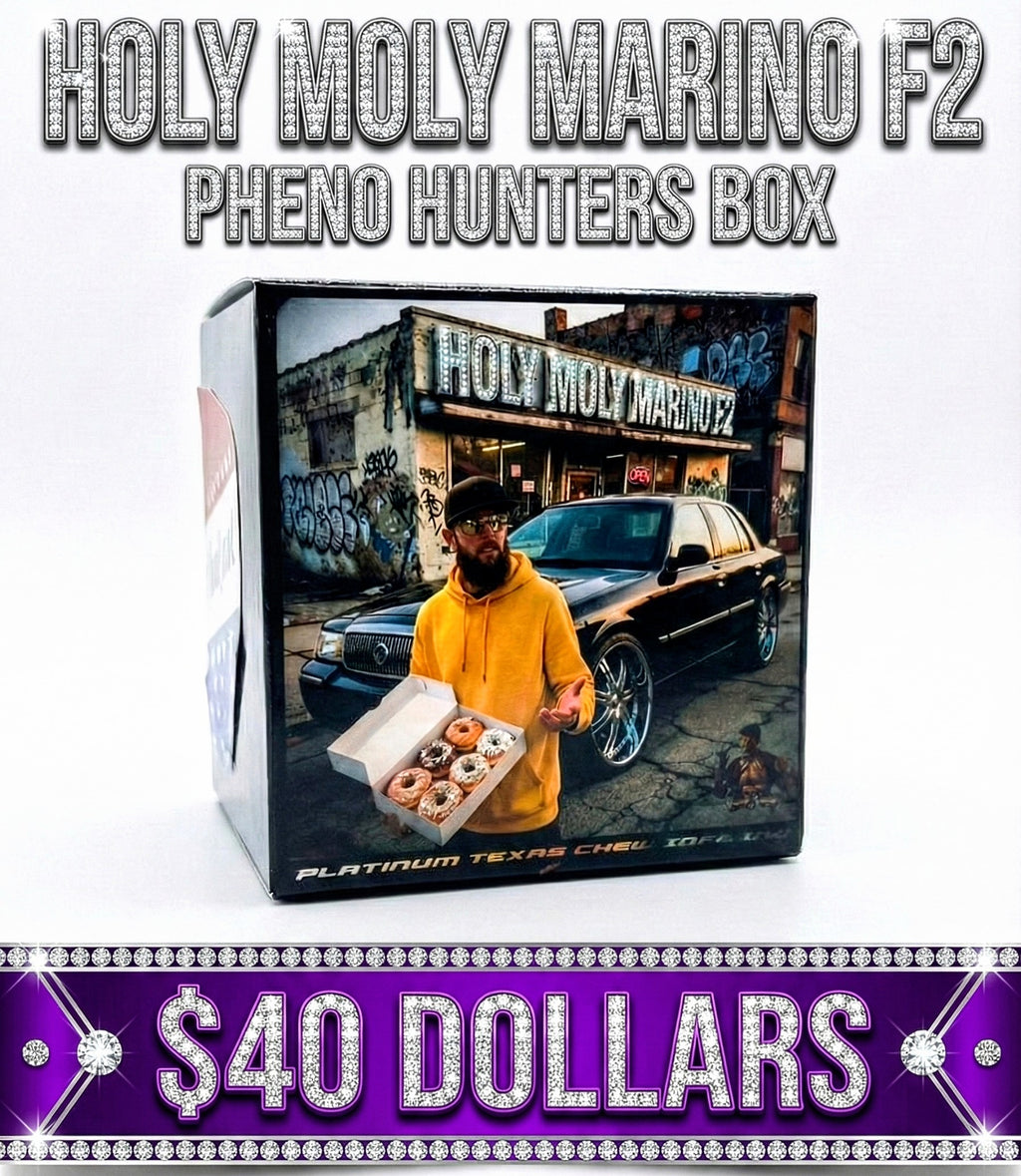 Holy Moly Marino F2 Pheno Hunters Box